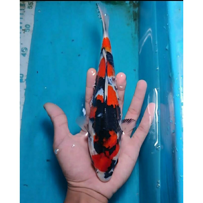 koi showa berkualitas grade A+ ukuran 20-30cm