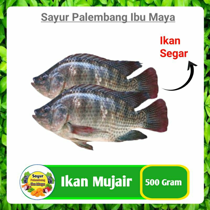 

Ikan Mujair Fresh - Sayur Online Segar Palembang