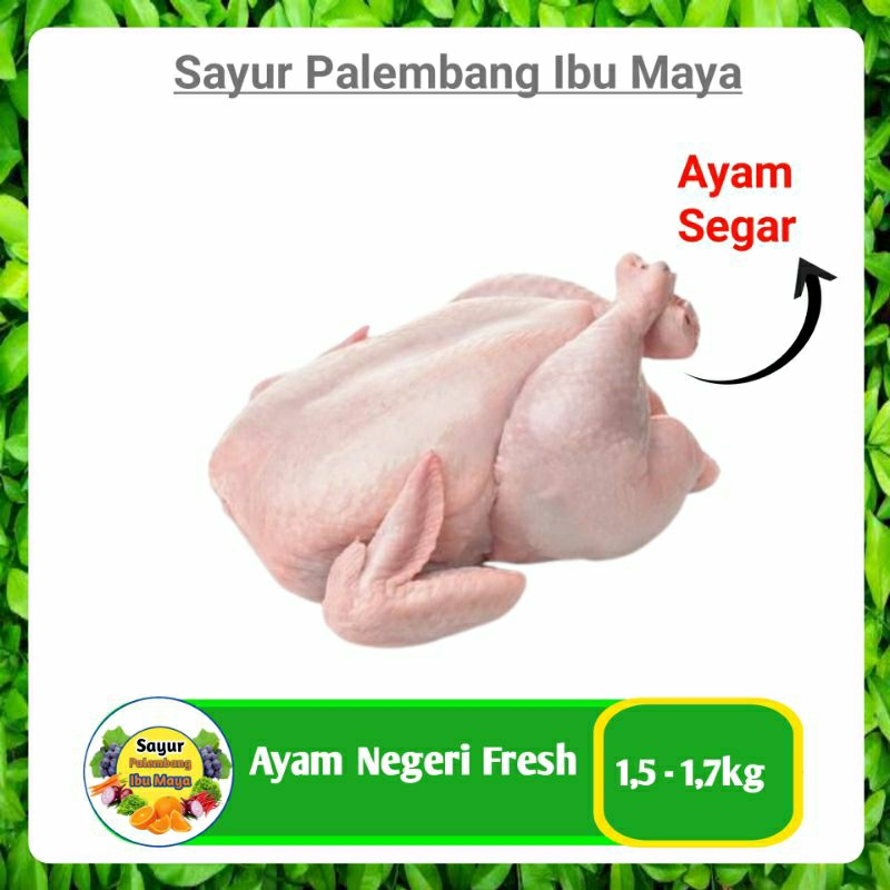 

Ayam Negeri Fresh 1,5-1,7kg - Sayur Segar Palembang