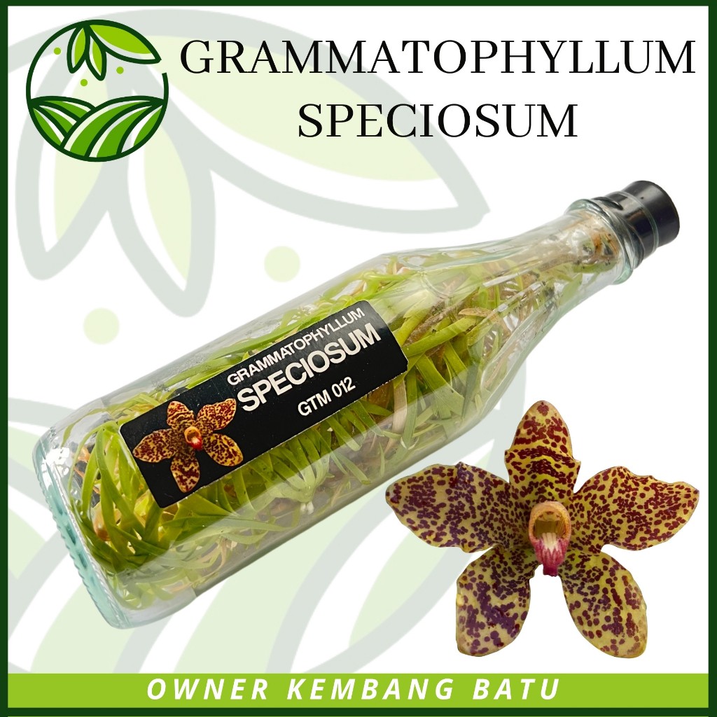 Anggrek Botolan SPECIOSUM Grammatophyllum Rare ID Warna Unik Siap Aklim