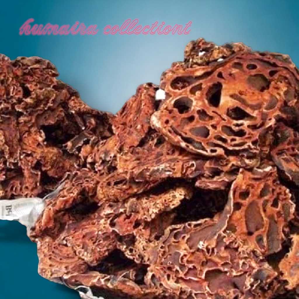 

Sarang Semut papua Asli 1 kg