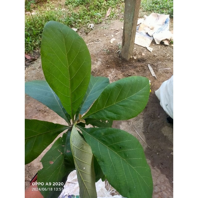 

daun jati fresh 500gram