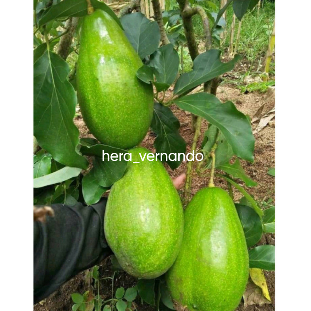 Bibit Alpukat Aligator Siap Berbuah Spesial