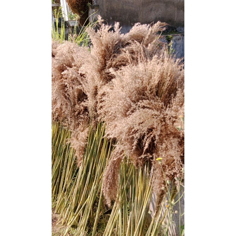 PAMPAS BULU. pampas rayung. pampas halus. pampas putih (15pcs)