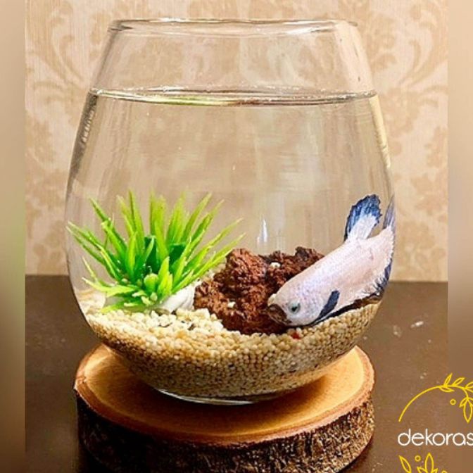 Hemat 1 PAKET AQUARIUM MINI IKAN CUPANG TUSKANI  AQUARIUM BULAT AESTHETIC  VAS IKAN KECIL