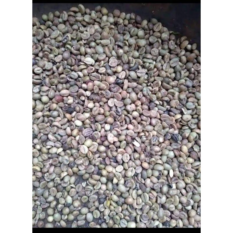 

kopi robusta asalan