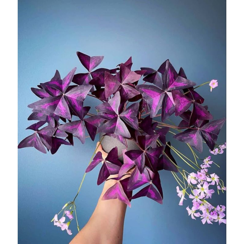 Bibit Bunga Oxalis Triangualis Love Kupu-Kupu Ungu