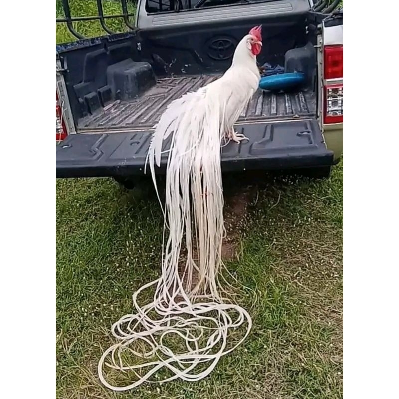 

10 BUTIR TELUR AYAM HIAS ONAGADORI/EKOR PANJANG FERTIL UNTUK DI TETASKAN