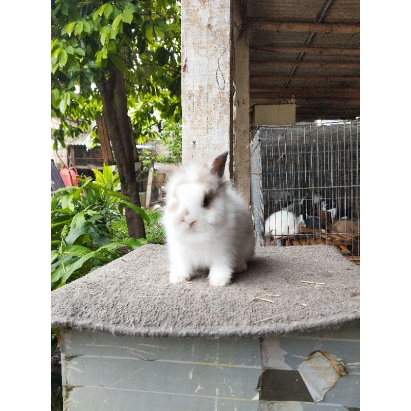 Kelinci Lion Head