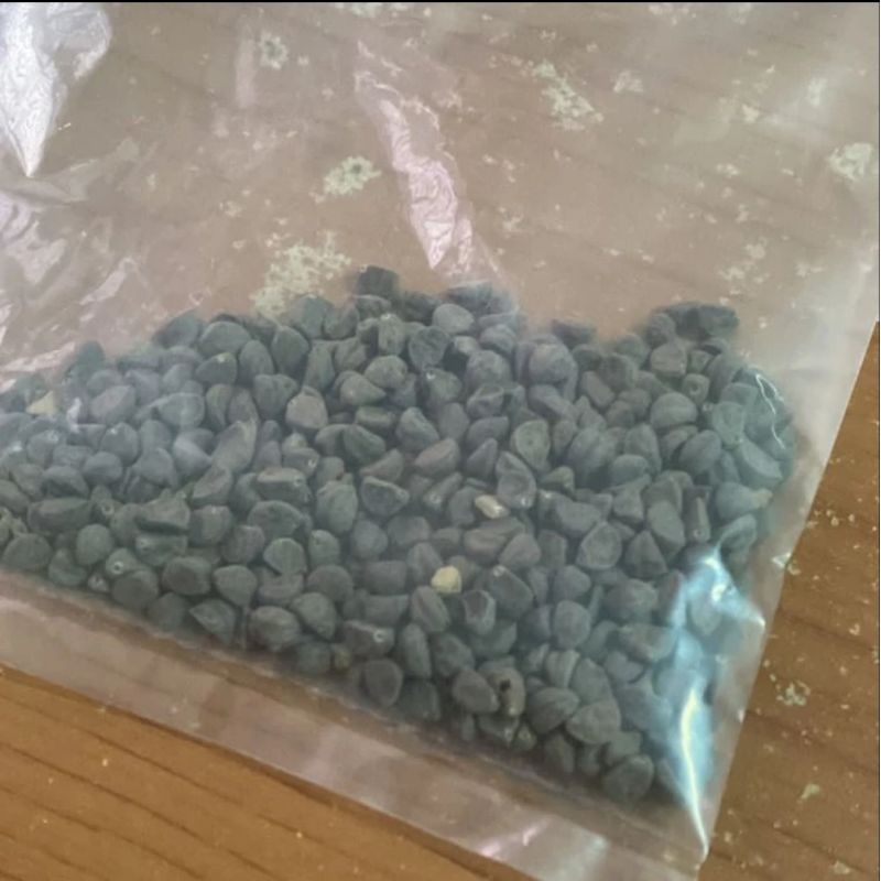 

10 G 50 GR 100 GRAM 牵牛子 黑白丑 QIAN NIU ZI HEI BAI CHOU SEMEN PHARBITIDIS PHARBITIS SEED SEEDS