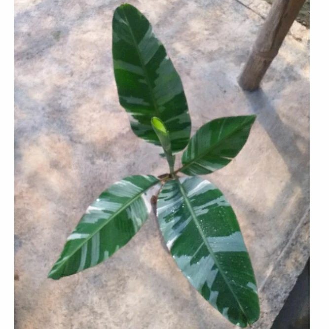 Tanaman Bibit Buah Pisang Varigata Musa Ae Ae Florida