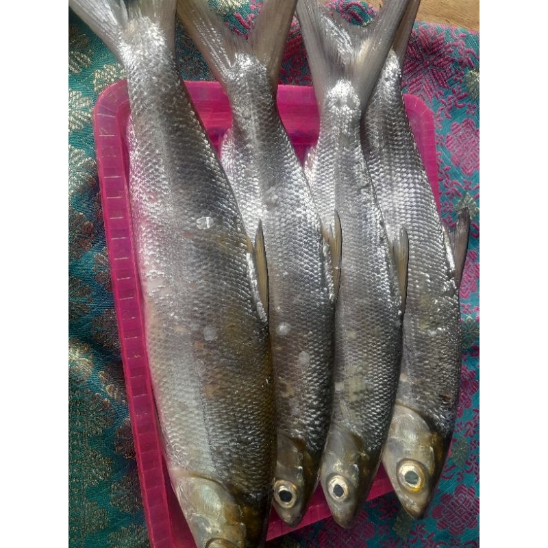 

RB IKAN BANDENG SEGAR (bukan frozen) 500gr/1kg FREE DI BERSIHKAN