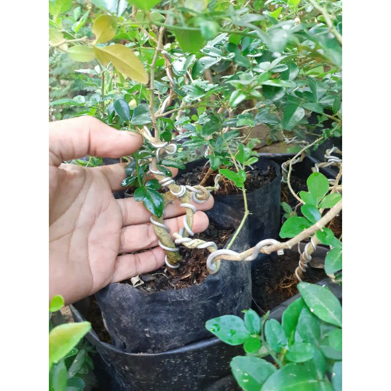 Jeruk Kingkit Mame Small Program Ekstrem Kinkit Triphasia Trifolia Bahan Bonsai  limeberry wild lemo