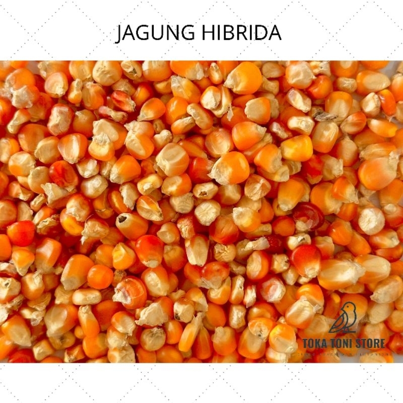 

JAGUNG BESAR REPACK 1KG