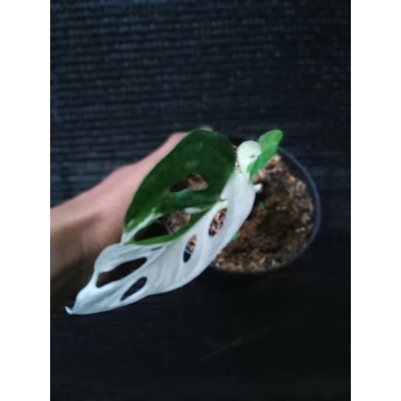 janda bolong jepang varigata