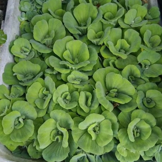 Tanaman Air Apu-apu Mawar/Kayu Apu/Kayambang/Kiambang