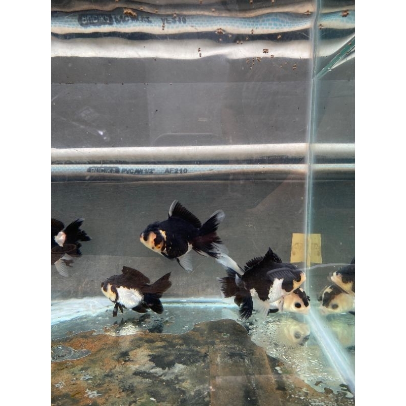 Ikan maskoki mas koki Oranda Panda