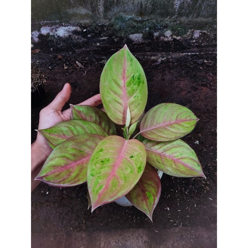 Aglonema rengganis tanian lokal