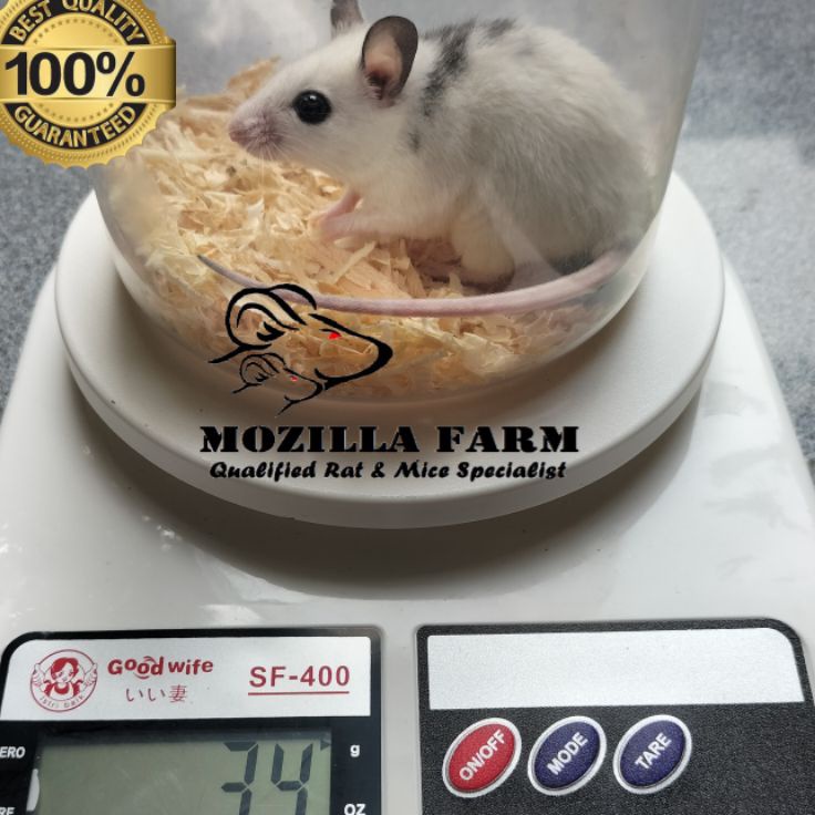 Top Promo  Tikus Putih ASF Rat  African Soft Fur Rat Size Medium  314 Gram