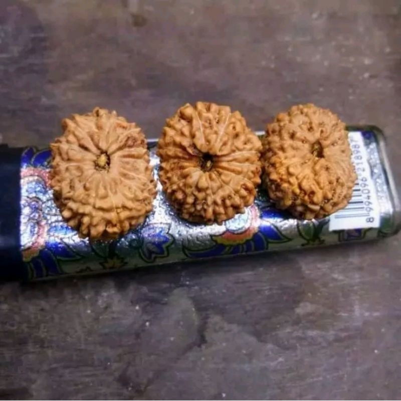 JENITRI BODONGAN MUKHI 12 GARIS 12 GOOD RUDRAKSHA