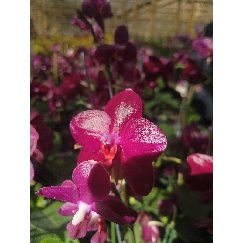 anggrek bulan premium sogo relex ungu kemerahan kelopak tebal phalaenopsis hybrid bunga medium kondi