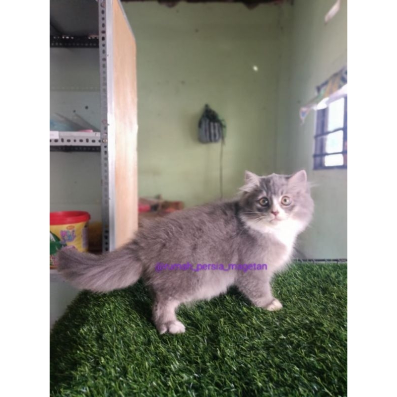 kucing Persia Himalaya ragdol