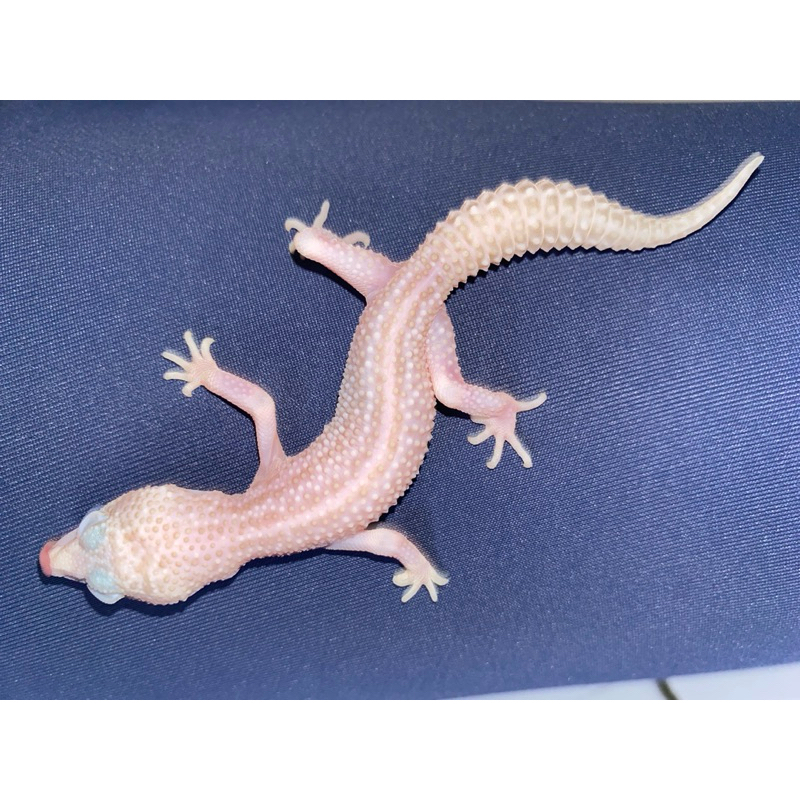 mainan anak Leopard Gecko -tokek pakistan Eublepharis Macularius gekko kadal
