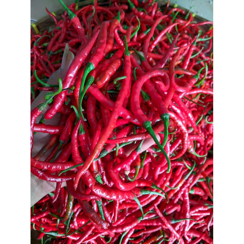 

cabe merah kriting berat 1kg fresh