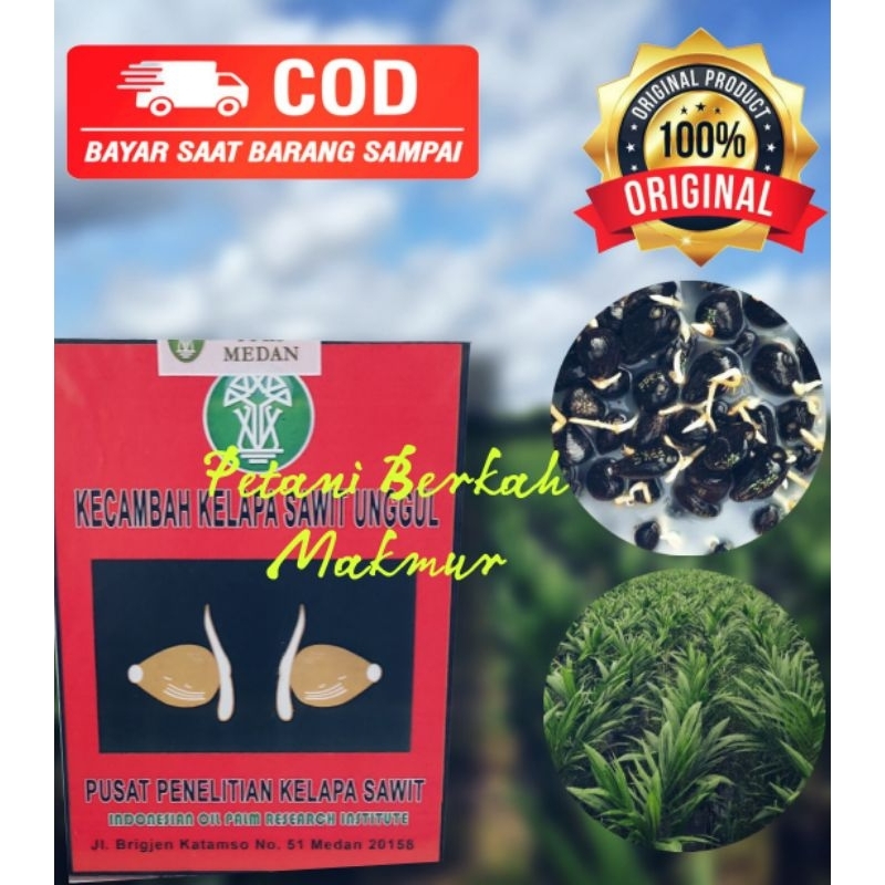 BENIH KECAMBAH SAWIT PPKS MAREHAT