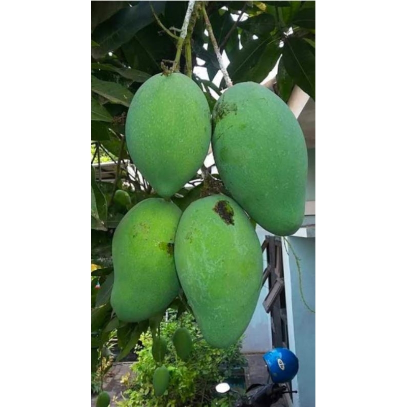 

Mangga Muda Pakel 1 Kg Segar Rujak Fresh Termurah Baru Petik