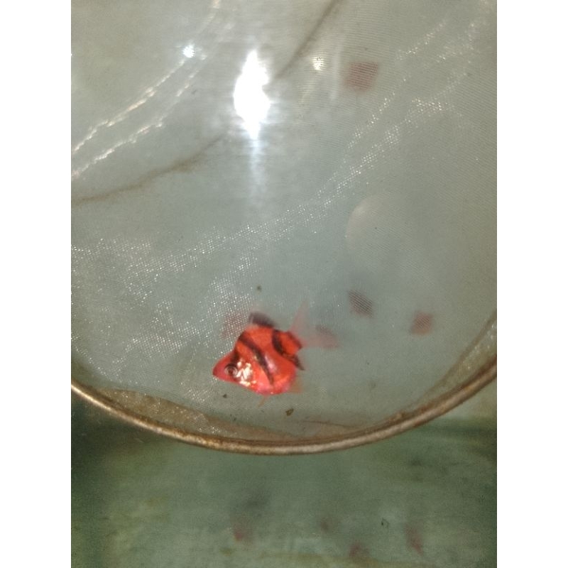 SUMATRA BALON RED GLOW