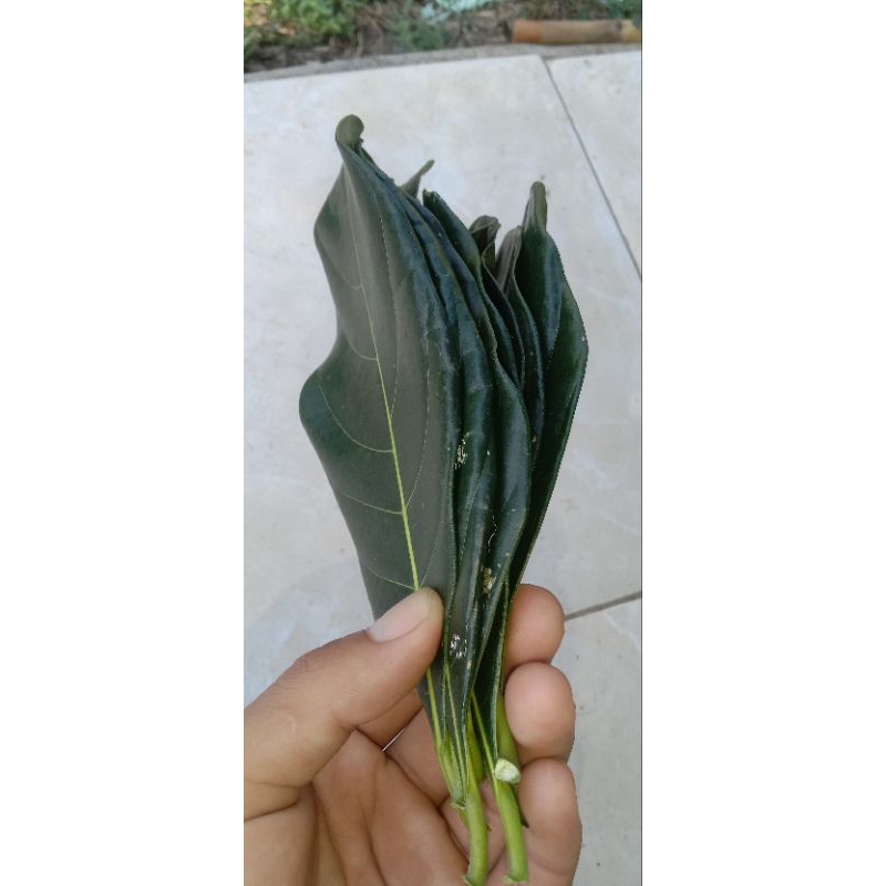 

Daun nangka fress per 50 lembar