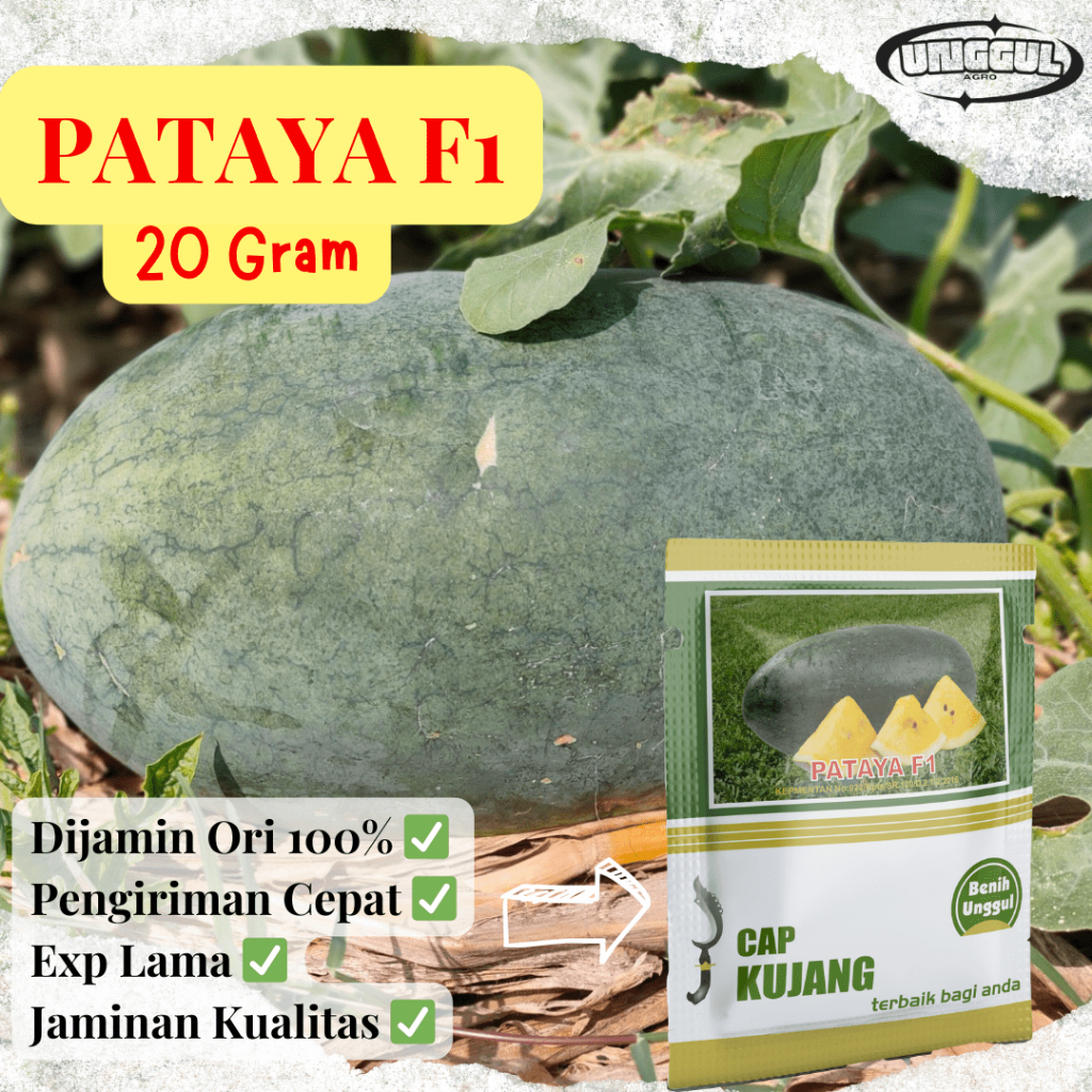 Benih Semangka inul Kuning PATAYA F1 Cap Kujang
