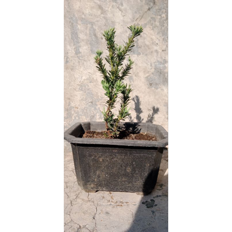 lohansung airbrus/lohansung micro