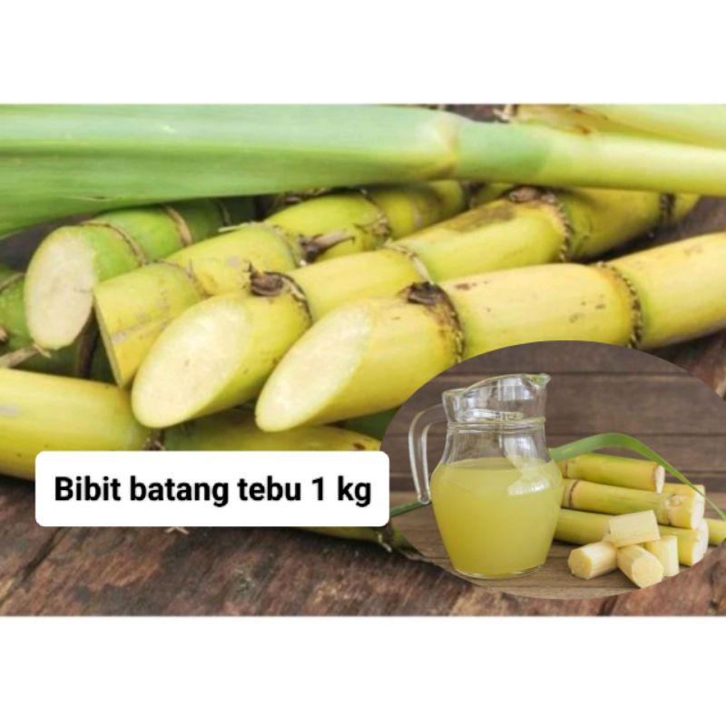 

TEBU KUNING SEGAR 1KG