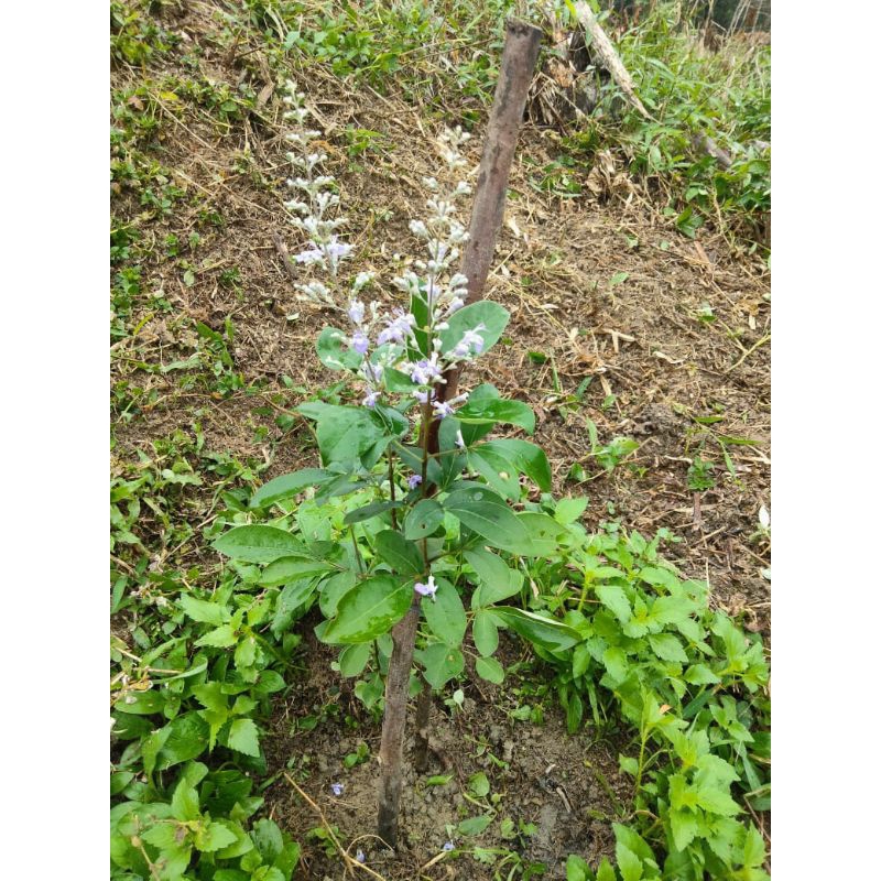 BIBIT LEGUNDI  GANDASARI SUPER PAKET 2600 BATANG