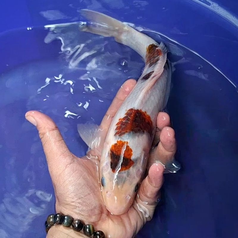 Ikan Koi Blitar Jenis Goromo / Rumah Koi Jakarta / kode 0011
