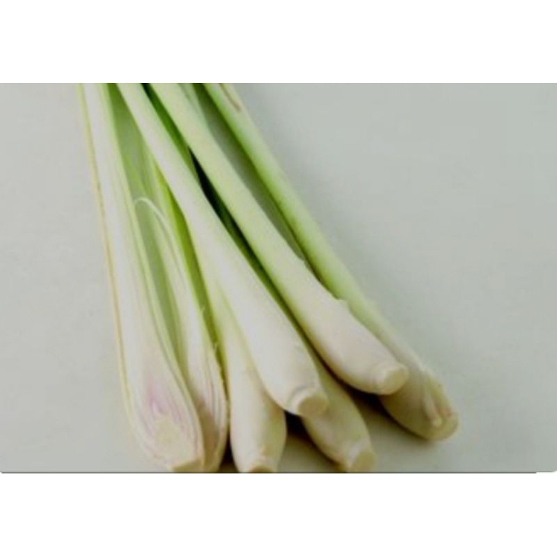 

Jual serei/ sereh wangi segar 500gram