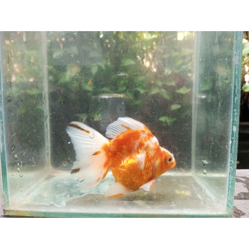 ikan mas koki ryukin Pw besar