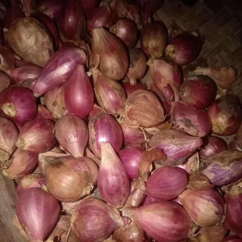 

bawang merah tanggung kering