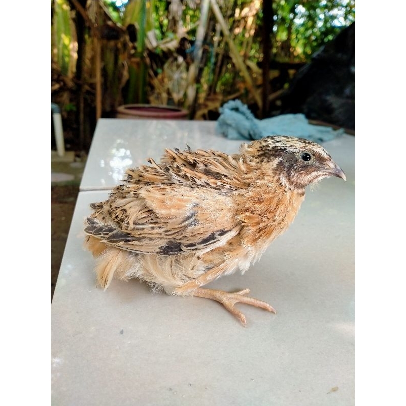 Puyuh Hias, Puyuh Albino, Puyuh Autum