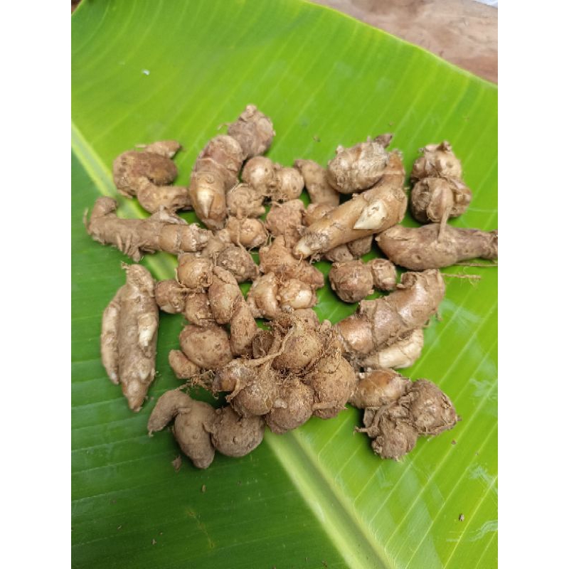

KENCUR KUDUS FRESS BAHAN SEBLAK, JAMU, EMPON