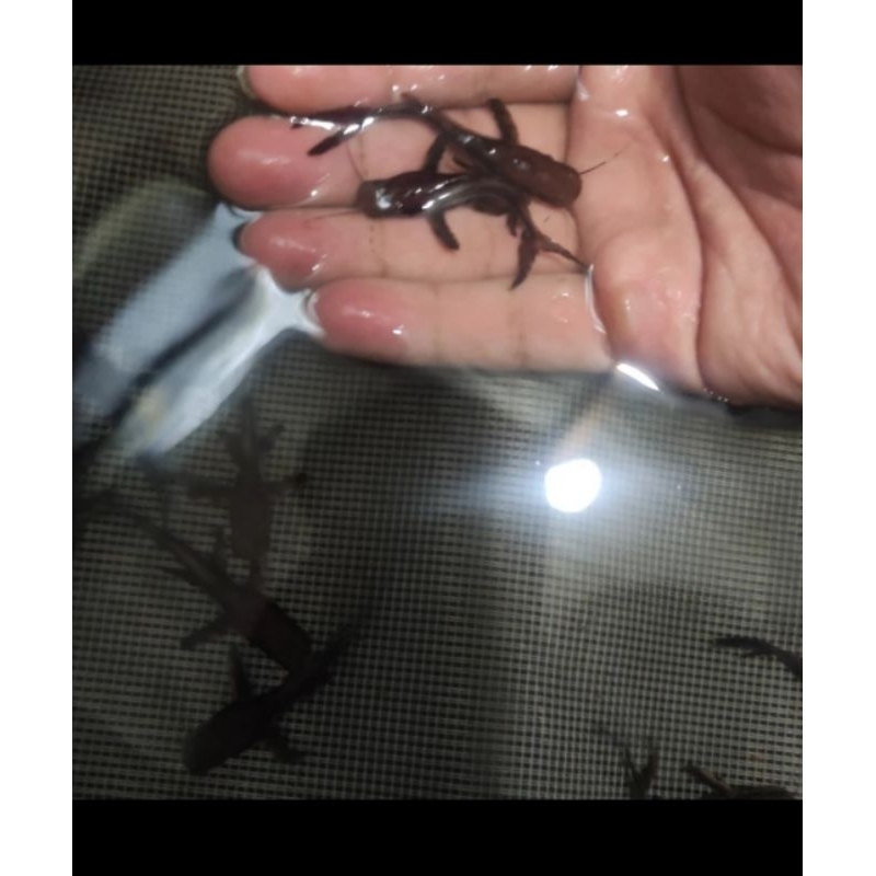 hiasan aquarium tsn catfish