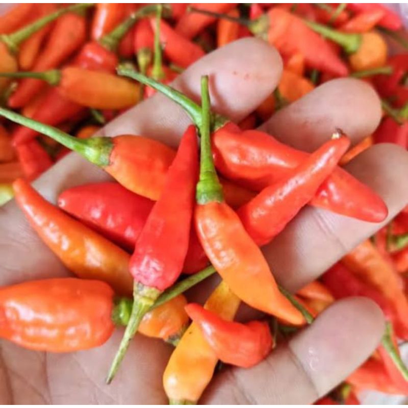 

Cabe rawit merah segar 1 kg cabai rawit merah