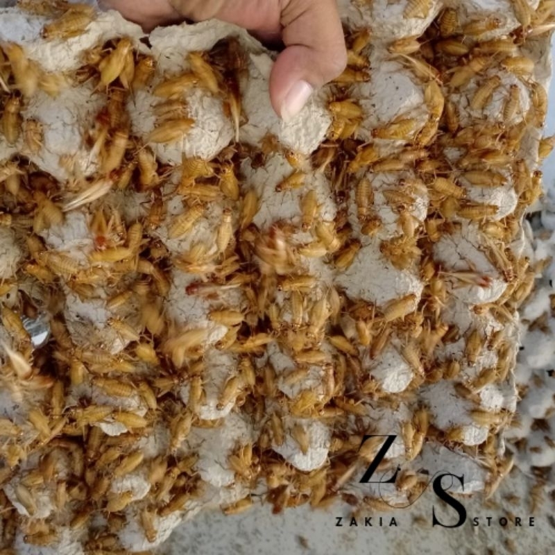 TELUR JANGKRIK MADU KUNYIT (JAMIN KUNING)