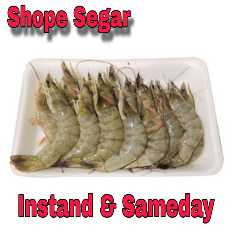 

Udang Basah Segar Udang Fresh 250 Gram kirim instan dan sameday
