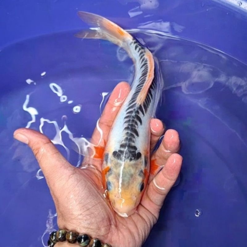 Ikan Koi Blitar Jenis Shusui / Rumah Koi Jakarta / kode 009