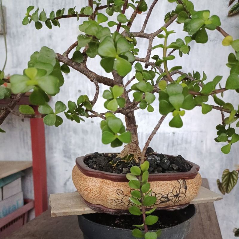 Bonsai jade plant