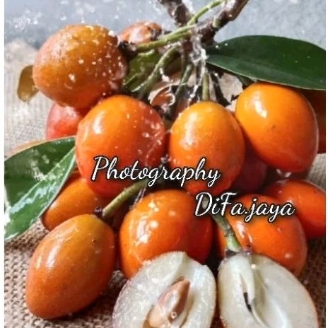 

Buah sawo Kecik 2 kg fresh d petik jika ada pesanan