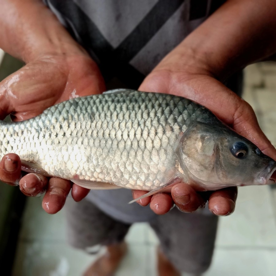 

IKAN MAS SEGAR (bukan Frozen) FREE DIBERSIHKAN Satu EKOR SEKILO +/-